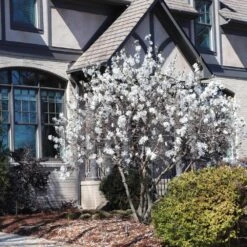 Royal Star Magnolia Tree -RootedLife Shop ROyal Star Magnolia 11