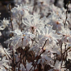 Royal Star Magnolia Tree -RootedLife Shop ROyal Star Magnolia 5 BB