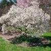 Royal Star Magnolia Tree -RootedLife Shop ROyal Star Magnolia BB 600x600 e05d39e0 e728 47d8 a1b8 a0a75667bb99