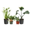 Rare House Plant Kit -RootedLife Shop Rare House Plant 600x600 00c29596 ae2f 4685 b958 da4f6b6a6596