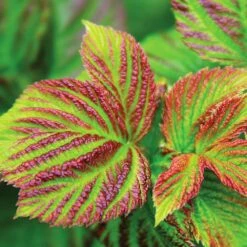 Bushel And Berry® Raspberry Shortcake® Bush 9 Bushel And Berry® Raspberry Shortcake® Bush -RootedLife Shop Raspberry Shortcake 4