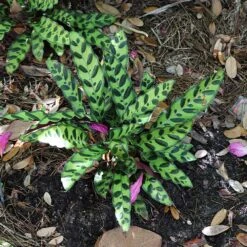 Rattlesnake Plant -RootedLife Shop Rattlesnake 3 BB