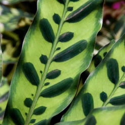 Rattlesnake Plant -RootedLife Shop Rattlesnake 7