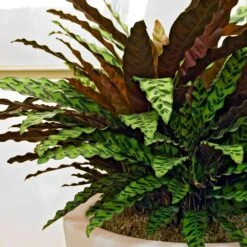 Rattlesnake Plant -RootedLife Shop Rattlesnake 8