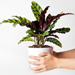 Rattlesnake Plant -RootedLife Shop Rattlesnake 9