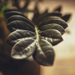 Raven ZZ Plant -RootedLife Shop Raven ZZ 3