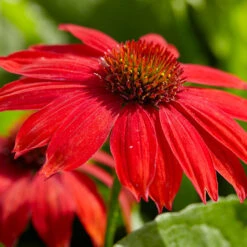 Sombrero® Salsa Red Coneflower