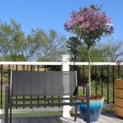 Red Pixie Lilac Tree -RootedLife Shop Red Pixie Lilac Tree 5