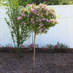 Red Pixie Lilac Tree -RootedLife Shop Red Pixie Lilac Tree 6 BB