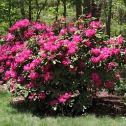 Red Rhododendron Shrub -RootedLife Shop Red Rhododendron 2 BB