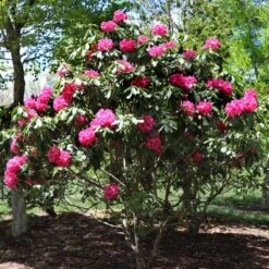 Red Rhododendron Shrub -RootedLife Shop Red Rhododendron 3