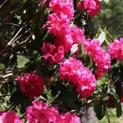 Red Rhododendron Shrub -RootedLife Shop Red Rhododendron 5 BB