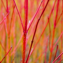 Red Twig Dogwood Shrub -RootedLife Shop Red Twig Dogwood 1 BB