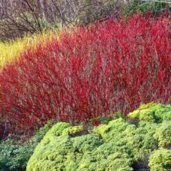 Red Twig Dogwood Shrub -RootedLife Shop Red Twig Dogwood 4