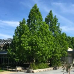 Dawn Redwood Tree -RootedLife Shop Redwood 2 BB