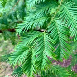 Dawn Redwood Tree -RootedLife Shop Redwood 8 BB