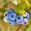 Reveille Blueberry Bush 1 Reveille Blueberry Bush -RootedLife Shop Reville Blueberry 600x600 9195d737 bf66 4529 921c ed3f05b77dfd