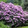 Lavender Rhododendron Shrub -RootedLife Shop Rhododendron Lavender BB 600x600 298a5b9c 5eb7 4eb5 9289 620bf33e6588