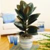 Rubber Tree Plant 1 Rubber Tree Plant -RootedLife Shop Rubber Tree BB 600x600 9395d367 c2fe 423f 910b 035747597011