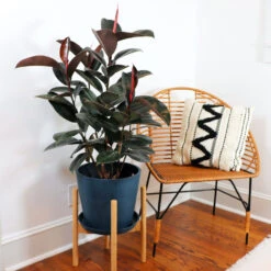 Rubber Tree Plant -RootedLife Shop Rubber Tree FGT 4