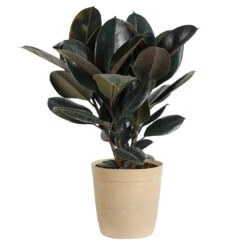 Rubber Tree Plant -RootedLife Shop Rubber Tree delilah tan