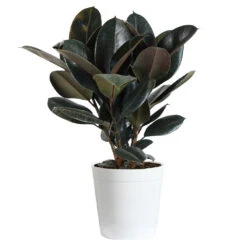 Rubber Tree Plant -RootedLife Shop Rubber Tree delilah white