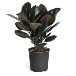 Rubber Tree Plant -RootedLife Shop Rubber Tree standard