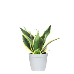 Snake Plant -RootedLife Shop SNK BGD.6 delilah white
