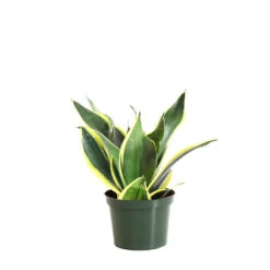 Snake Plant -RootedLife Shop SNK BGD.6 standard pot 93501b37 1545 4e95 839a 92fbadc1ad3f