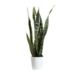 Snake Plant -RootedLife Shop SNK LAU1 delilah white