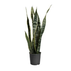 Snake Plant -RootedLife Shop SNK LAU1 35c8439e 75b7 443c 9f4b e95dc4f94acb