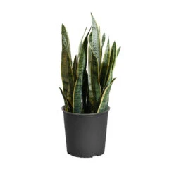 Snake Plant -RootedLife Shop SNK LAU3