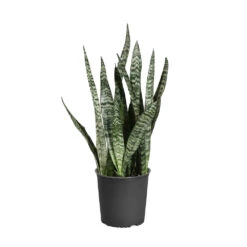 Snake Plant -RootedLife Shop SNK ZEY1