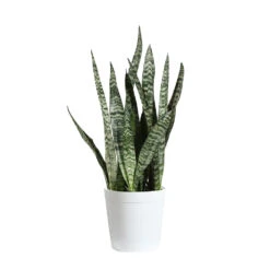Snake Plant -RootedLife Shop SNK ZEY1 delilah white