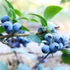 Sunshine Blue Blueberry Bush -RootedLife Shop SUnshine BLue Blueberry BB 600x600 5f330aef 2946 42b2 937d 1bd1866ec086