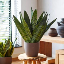 Snake Plant -RootedLife Shop Sansevieria Zeylandica 2