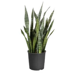 Snake Plant -RootedLife Shop Sansevieria Zeylandica 3G