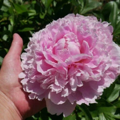 Sarah Bernhardt Peony -RootedLife Shop Sarah Bernhardt Peony 2