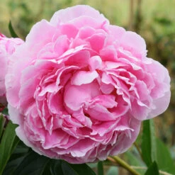 Sarah Bernhardt Peony -RootedLife Shop Sarah Bernhardt Peony 3 BB