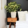 Variegated Dwarf Umbrella Tree - Schefflera Trinette -RootedLife Shop Schefflera Trinette BB 600x600 bd9b04e1 15c8 4141 a64e 759f2b1861c0