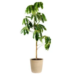 Umbrella Tree -RootedLife Shop Schefflera Actinophylla Umbrella Delilah Beige