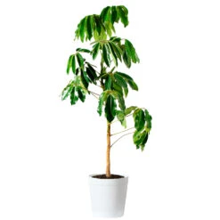 Umbrella Tree -RootedLife Shop Schefflera Actinophylla Umbrella Delilah White
