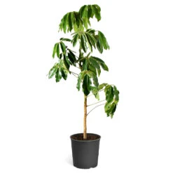 Umbrella Tree -RootedLife Shop Schefflera Actinophylla Umbrella Delilah standard
