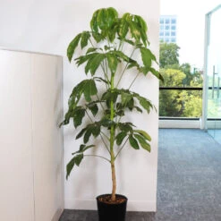 Umbrella Tree -RootedLife Shop Schefflera Actinophylla Umbrella FGT 3