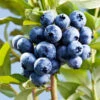 Sharpblue Blueberry Bush 2 Sharpblue Blueberry Bush -RootedLife Shop Sharpblue Blueberry 600x600 ff319d19 3a8f 431b abf1 c09ccfc08417