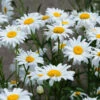 Becky Shasta Daisy -RootedLife Shop Shasta Daisy Becky BB 600x600 cf0500fc 731d 47d5 9416 065a9d3d3862