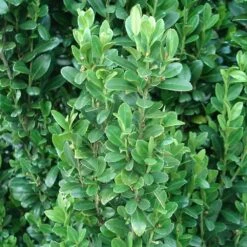 Sky Pencil Holly Tree -RootedLife Shop Sky Pencil Holly 2 BB