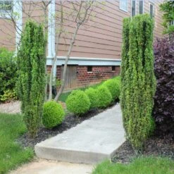 Sky Pencil Holly Tree -RootedLife Shop Sky Pencil Holly 6 BB