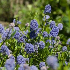 Skylark California Lilac -RootedLife Shop Skylark California Lilac 3 FGT