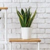 Snake Plant 1 Snake Plant -RootedLife Shop Snake Plant BB 600x600 194f30ef 9fee 4d9b 81bb b02644539a47